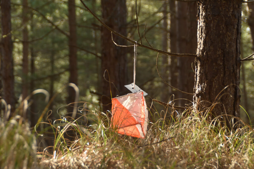 Image of orienteering kite in a forest